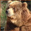 Mishka_BearNY
