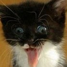 CrazyyyCat42