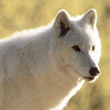 volk0996